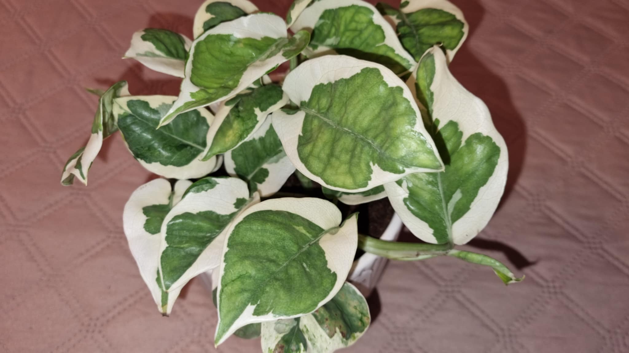 Epipremnum aur Njoy Image 1